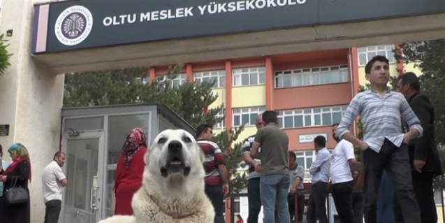 Kangal köpeği, sınava giren sahibini okulun kapısında bekledi